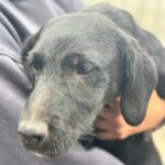 Beagle Mischling Baloo, 01/2026, ca. 50 cm
