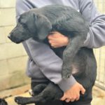 Beagle Mischling Baloo, 01/2026, ca. 50 cm