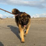 Schäferhund Mischling Barrullo, 02/2025, ca. 60- 65 cm
