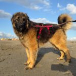 Schäferhund Mischling Barrullo, 02/2025, ca. 60- 65 cm