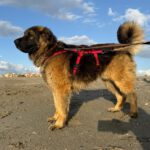 Schäferhund Mischling Barrullo, 02/2025, ca. 60- 65 cm