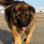Schäferhund Mischling Barrullo, 02/2025, ca. 60- 65 cm