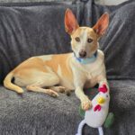 Podenco Bimba, 12/2020, ca. 45 cm, 73272 Neidlingen