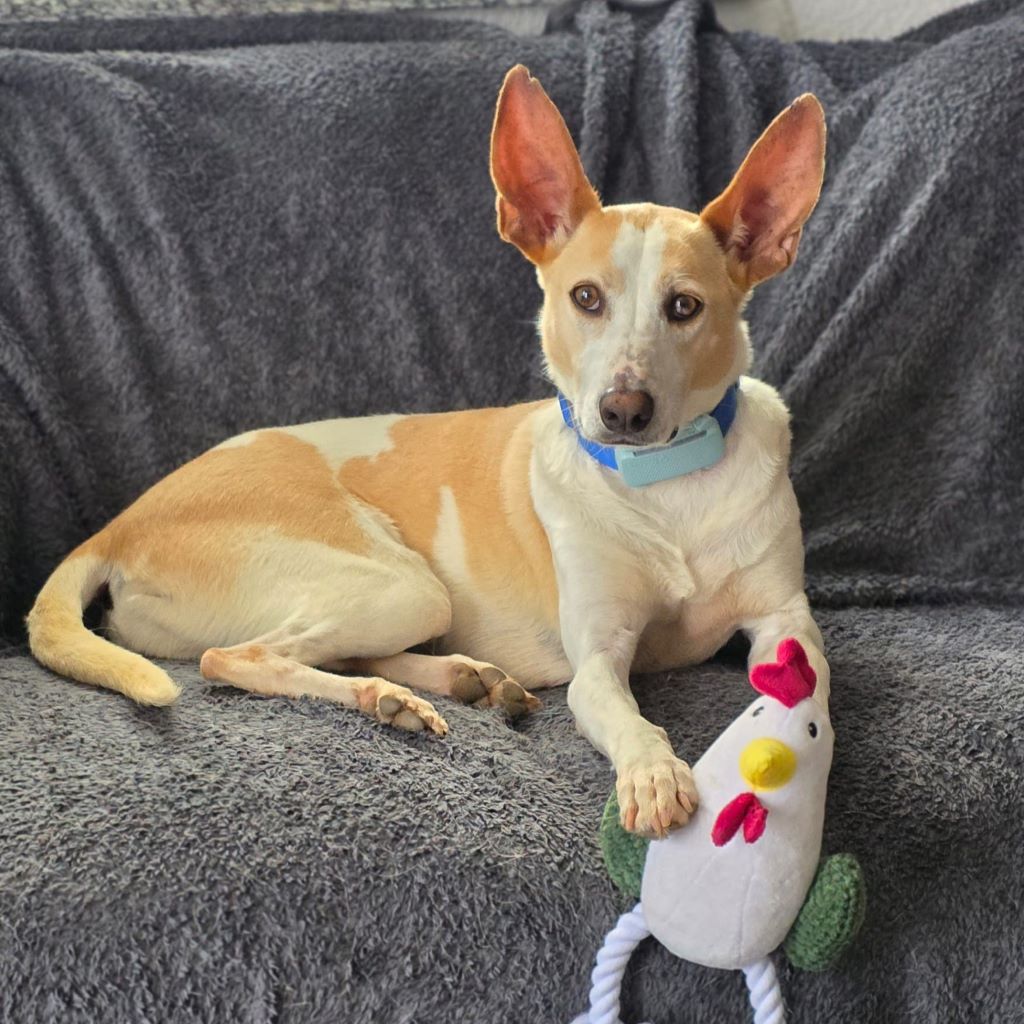 Podenco Bimba, 12/2020, ca. 45 cm, 73272 Neidlingen