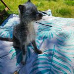 Mischling Blacky, 08/2018, ca. 30 cm, 22589 Hamburg