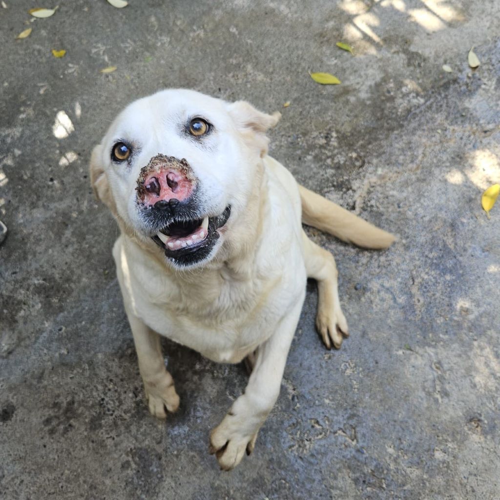 Labrador Blanca, 05/2022, ca. 55 cm