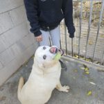 Labrador Blanca, 05/2022, ca. 55 cm