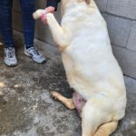 Labrador Blanca, 05/2022, ca. 55 cm