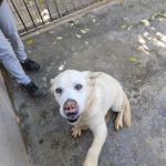 Labrador Blanca, 05/2022, ca. 55 cm