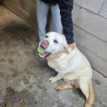 Labrador Blanca, 05/2022, ca. 55 cm