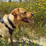 Labrador Bluey,12/2022, ca. 50 cm