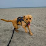 Labrador Bluey,12/2022, ca. 50 cm