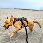 Labrador Bluey,12/2022, ca. 50 cm