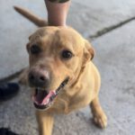 Labrador Bluey,12/2022, ca. 50 cm