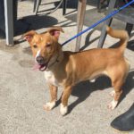 Podenco Mischling Bob, 05/2024, ca. 35 cm