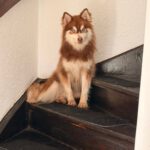Pomsky Brais, 09/2024, ca. 40 cm, 37217 Witzenhausen