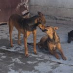 Mischling Brownie, 04/2025, ca. 40 cm