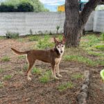 Podenco Bruja, 09/2015, ca. 45 cm