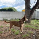 Podenco Bruja, 09/2015, ca. 45 cm