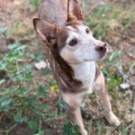 Podenco Bruja, 09/2015, ca. 45 cm