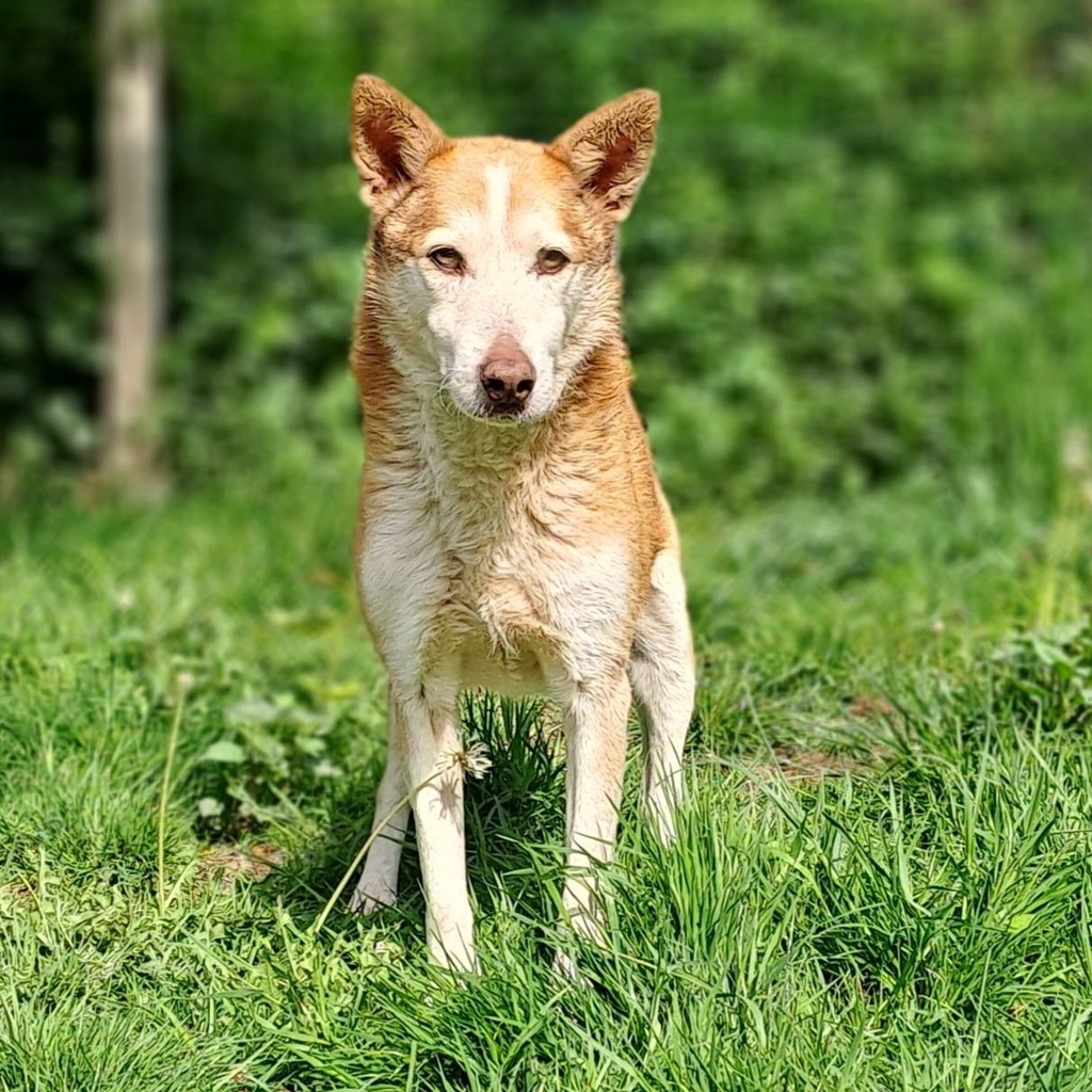 Husky Mischling Calypso, ca. 06/2018, ca. 50 cm