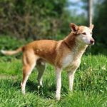 Husky Mischling Calypso, ca. 06/2018, ca. 50 cm