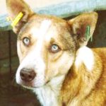 Husky Mischling Calypso, ca. 06/2018, ca. 50 cm