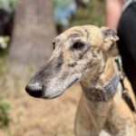 Galgo Carmelita, 02/2022, ca. 63 cm