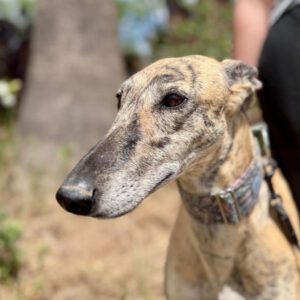 Galgo Carmelita, 02/2022, ca. 63 cm