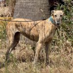 Galgo Carmelita, 02/2022, ca. 63 cm