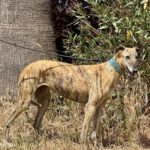 Galgo Carmelita, 02/2022, ca. 63 cm