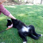 Mischling Carra, 01/2026, Endgröße ca. 58 cm