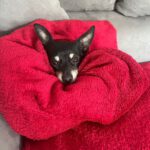 Chihuahua Mischling Chiki, 04/2020, ca. 25 cm, 86456 Gablingen