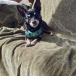 Chihuahua Mischling Chiki, 04/2020, ca. 25 cm, 86456 Gablingen