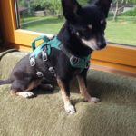 Chihuahua Mischling Chiki, 04/2020, ca. 25 cm, 86456 Gablingen