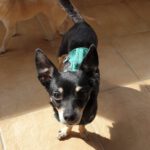 Chihuahua Mischling Chiki, 04/2020, ca. 25 cm, 86456 Gablingen