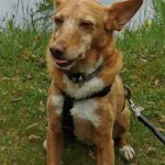 Podenco Chispi, 09/2013, ca. 43 cm, 66571 Eppelborn