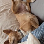 Podenco Chispi, 09/2013, ca. 43 cm, 66571 Eppelborn