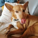 Podenco Chispi, 09/2013, ca. 43 cm, 66571 Eppelborn