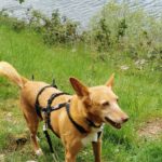 Podenco Chispi, 09/2013, ca. 43 cm, 66571 Eppelborn