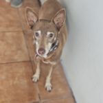 Podenco Chocolate,12/2015, ca. 45 cm