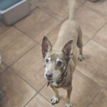 Podenco Chocolate,12/2015, ca. 45 cm