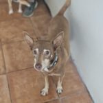 Podenco Chocolate,12/2015, ca. 45 cm