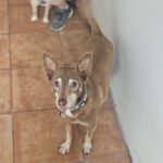 Podenco Chocolate,12/2015, ca. 45 cm