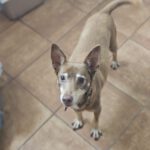 Podenco Chocolate,12/2015, ca. 45 cm