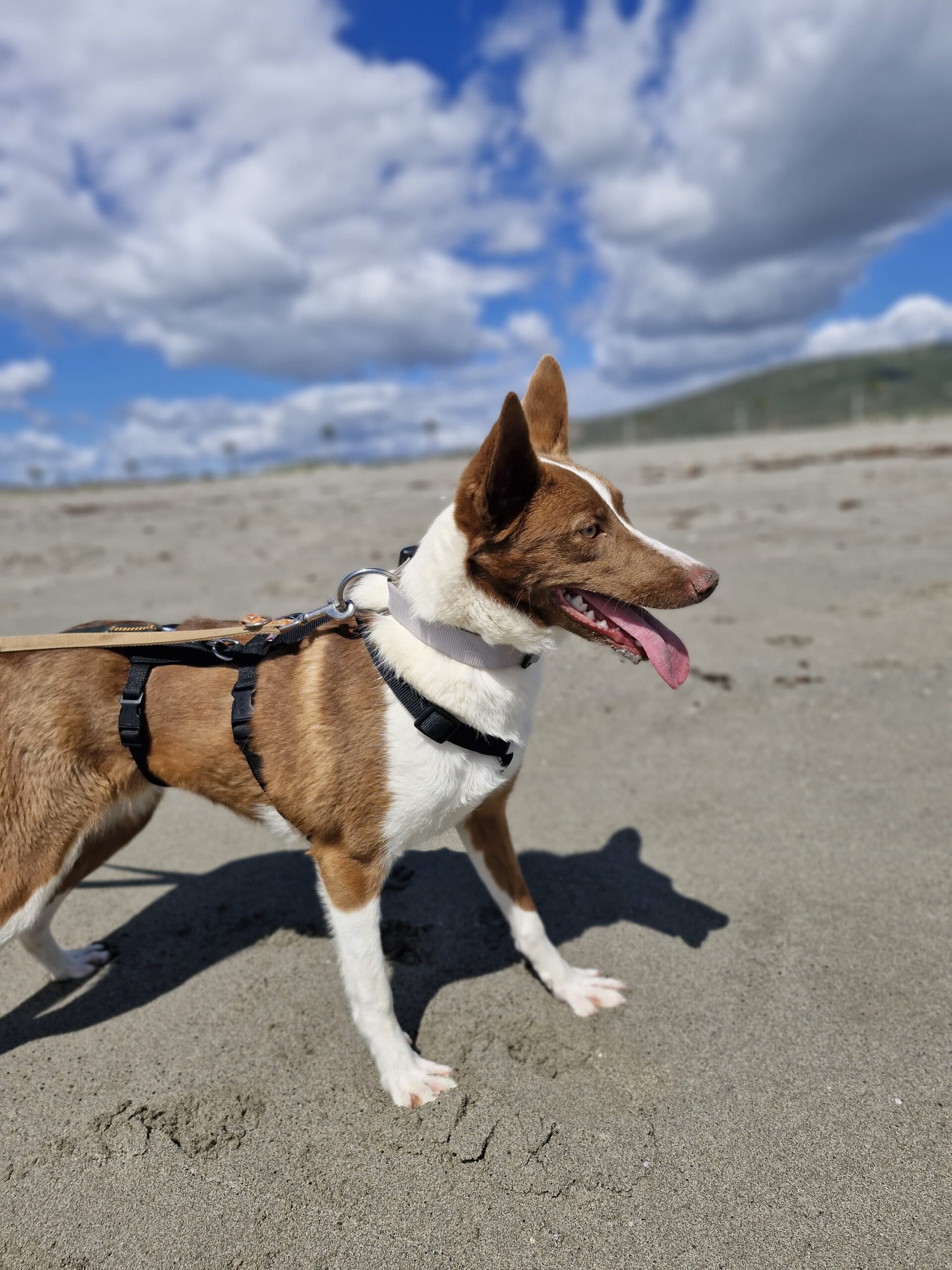 Podenco Christine, 02/2025, ca. 45 cm