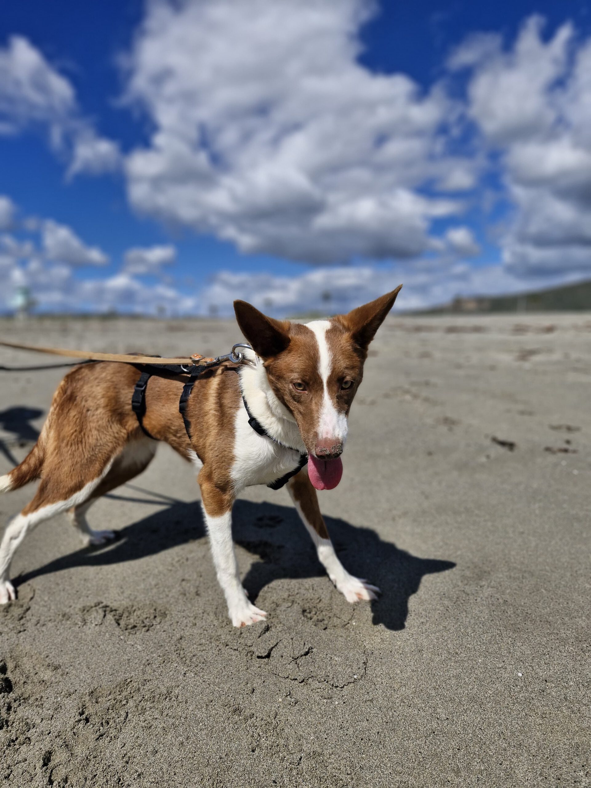 Podenco Christine, 02/2025, ca. 45 cm