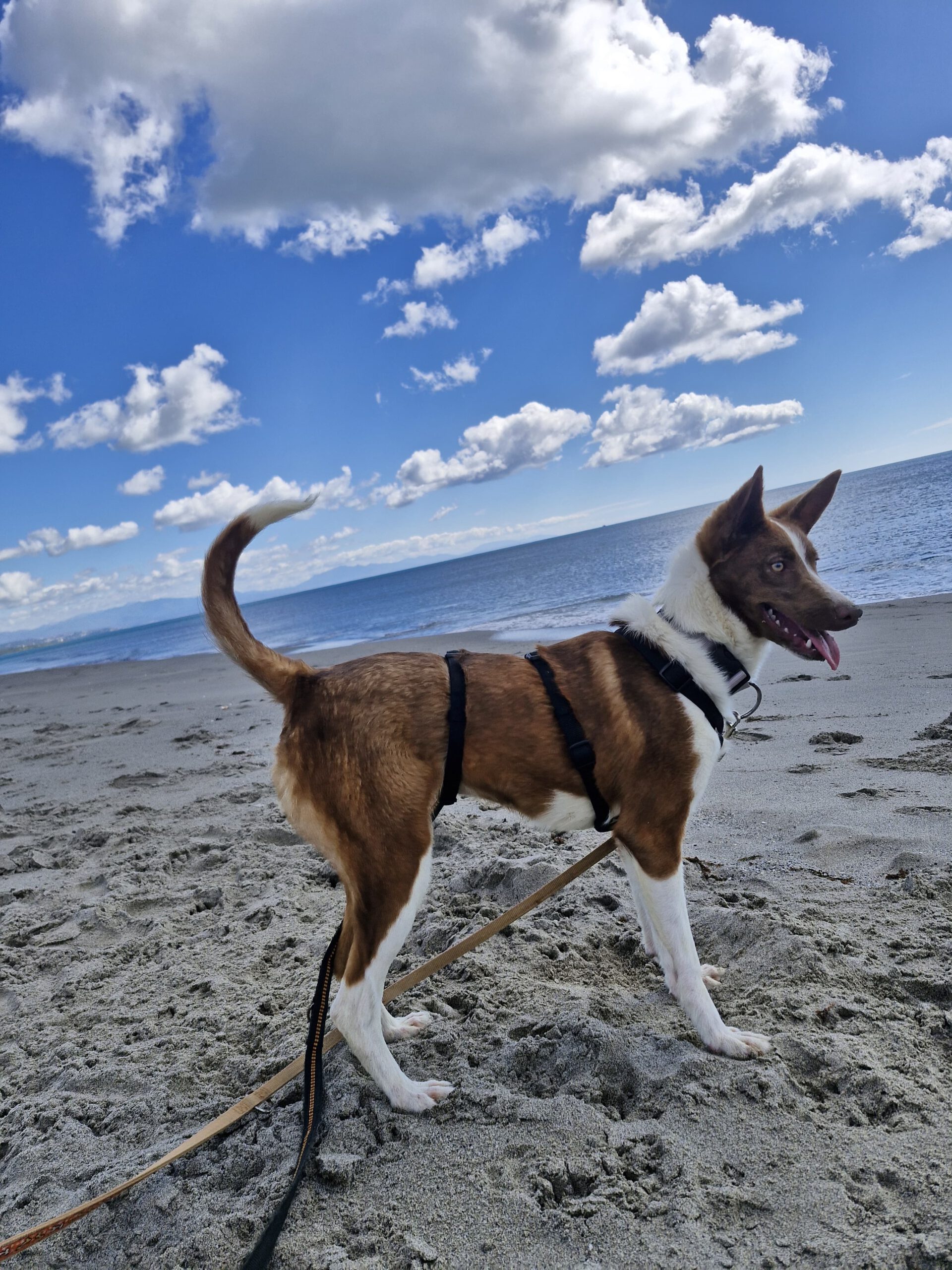 Podenco Christine, 02/2025, ca. 45 cm