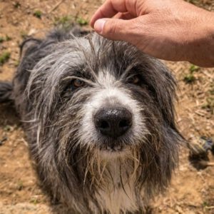 Bearded Collie Coco, 09/2024, ca. 45- 50 cm