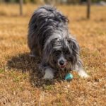 Bearded Collie Coco, 09/2024, ca.  45- 50 cm